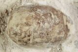 Eocene Fossil Snake Egg - Bouxwiller, France #366880-1